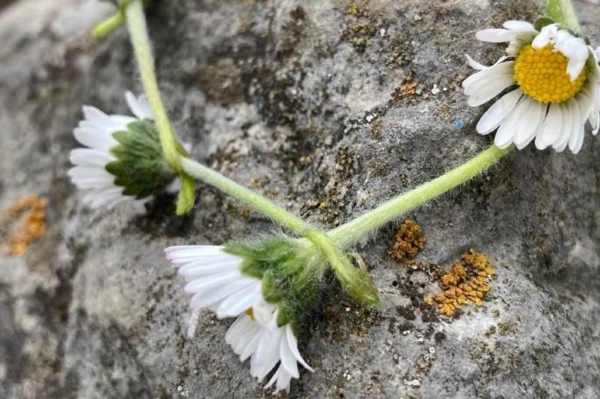 Scheftenau - foto 17