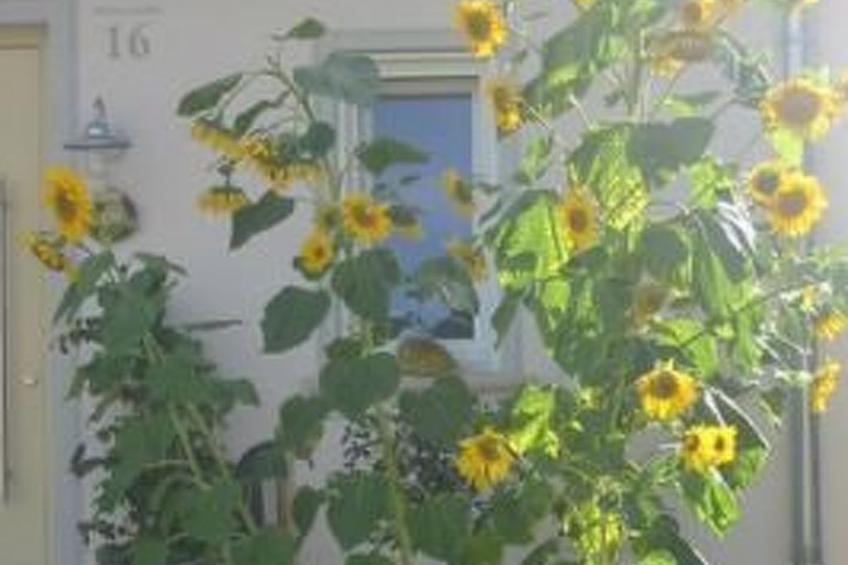 Appartement in Beuren mit Terrasse und Grill - foto 26