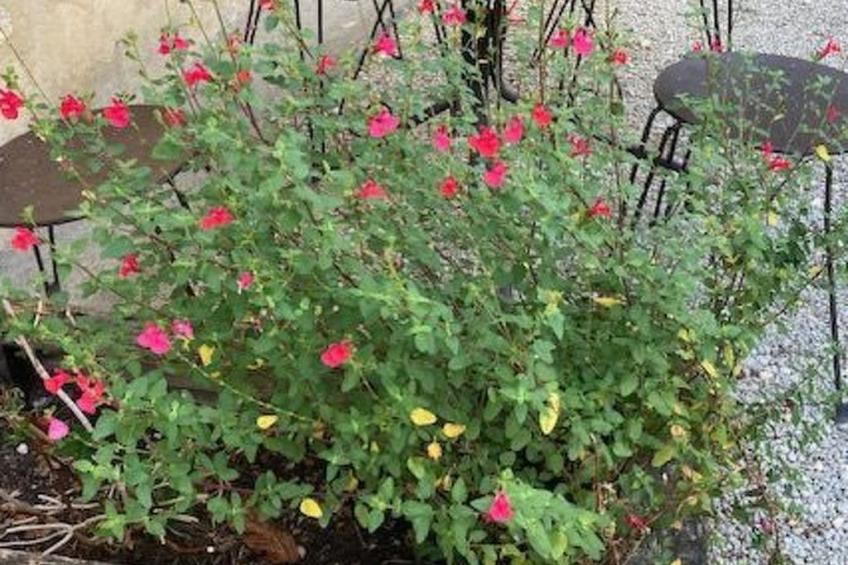 les Milandes in Sainte-Mondane - foto 8