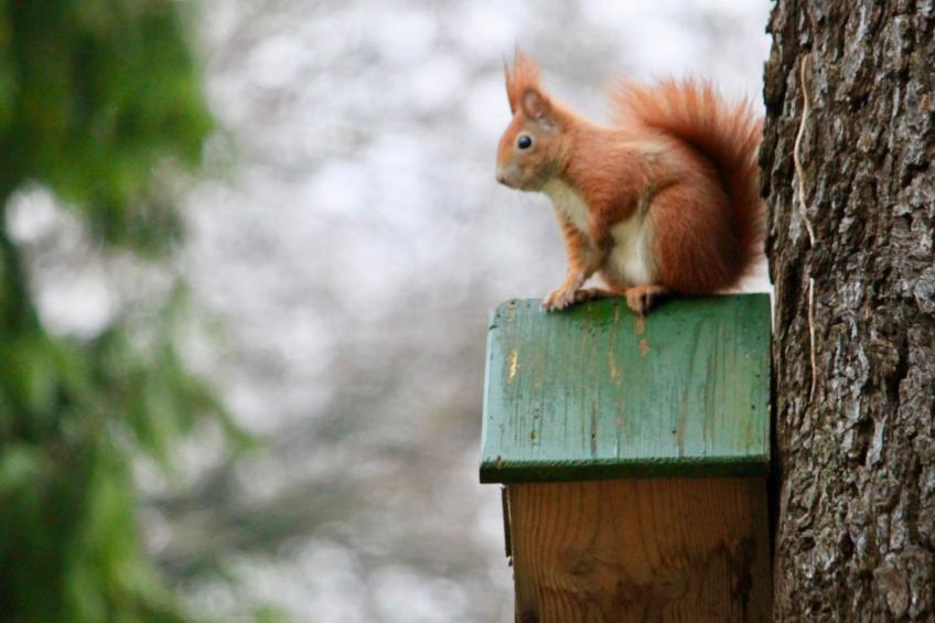 5-Sterne (Deutscher Tourismusverband) - Erholung wie ein König - - foto 32
