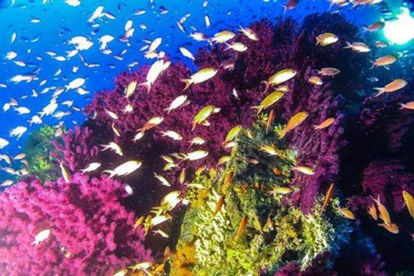 Nidino del Gufo - foto 21