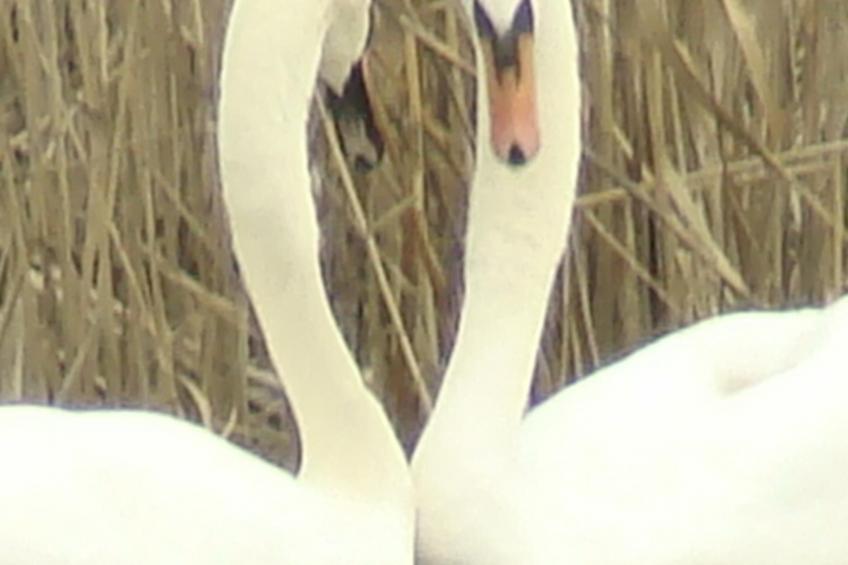 in Puska mit Offenem Kamin - foto 27