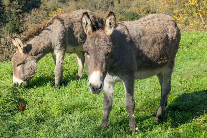 Wohnung in charmantem Haus auf Domäne - foto 23