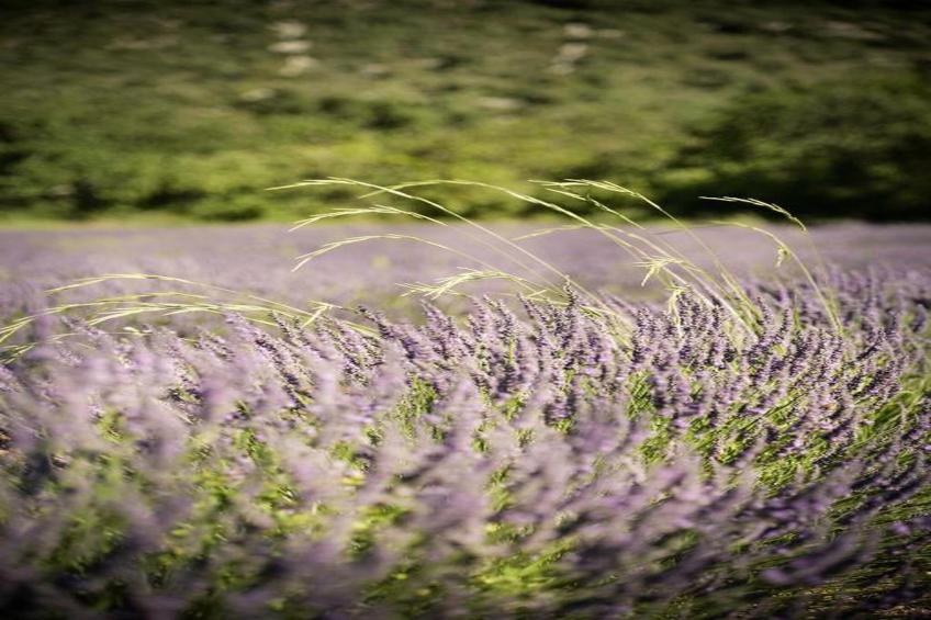 Les Sources de Manon - foto 17