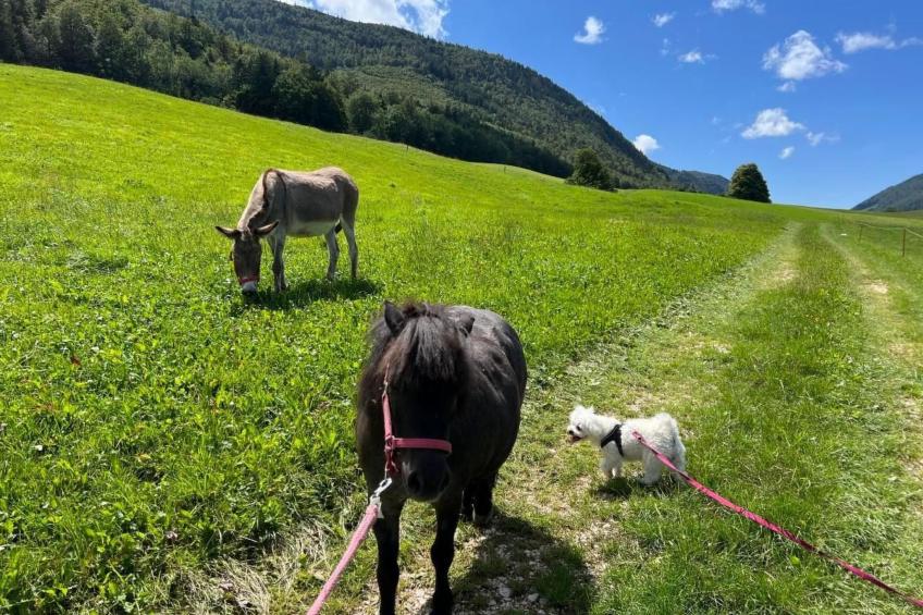 Schafmatthof Dachwohnung - foto 23