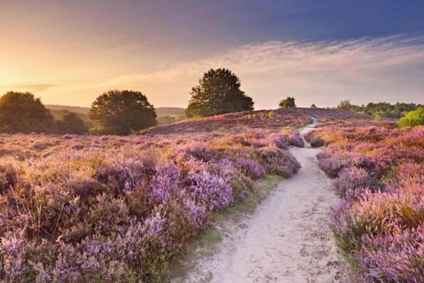 Bungalowpark Hoenderloo - foto 33