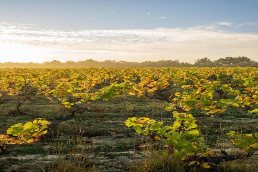 Domaine de Fontenelles - foto 14