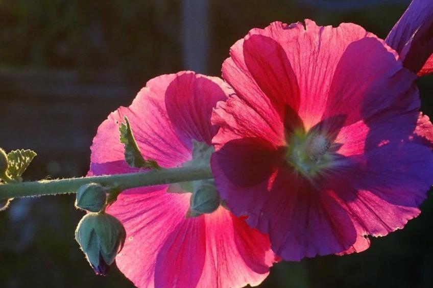 Chalet Aebnit - foto 21