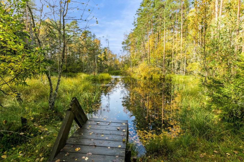 Kurjenrahka - foto 11