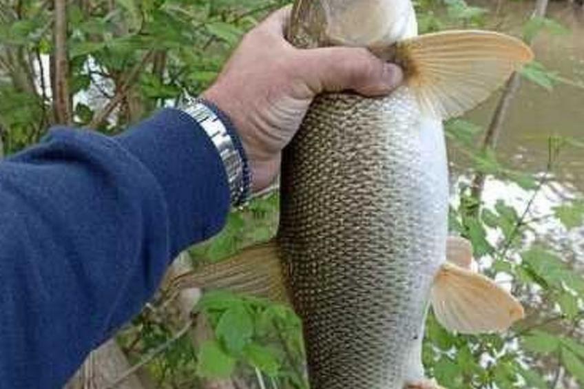 Anwesen "Moulin a Eau" auf einem Bauernhof - foto 21