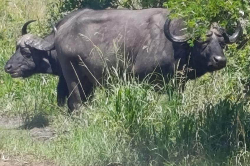 National Park View - foto 29