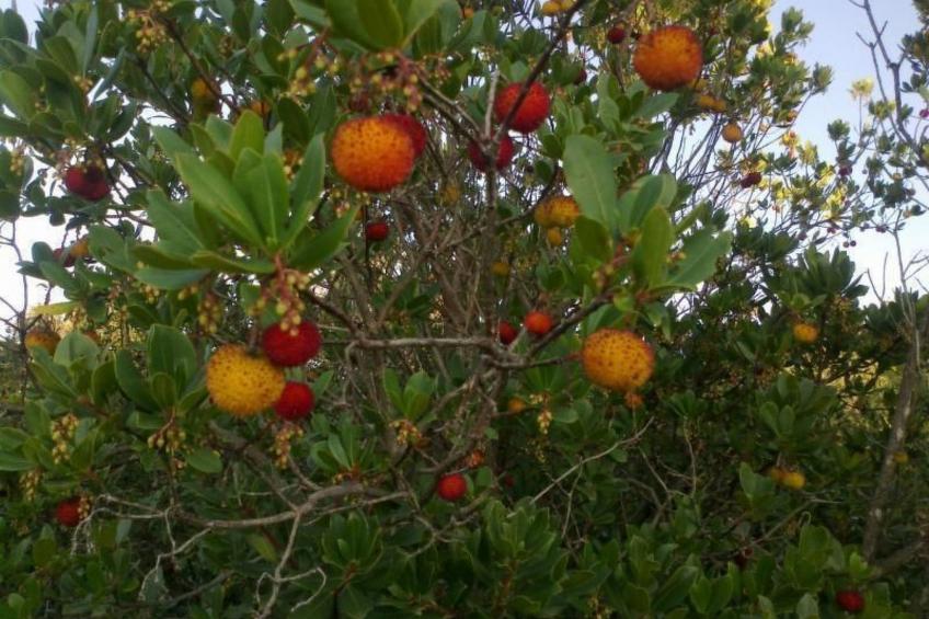 Traumhafte Villa Punta Skala mit 2 Terrassen - foto 36