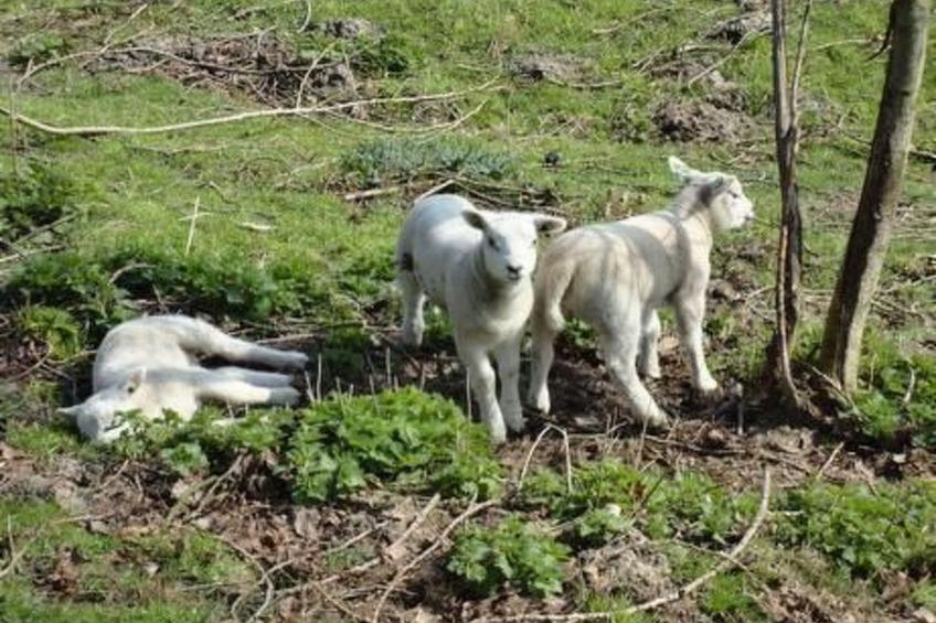 Wohnung met terras - foto 25