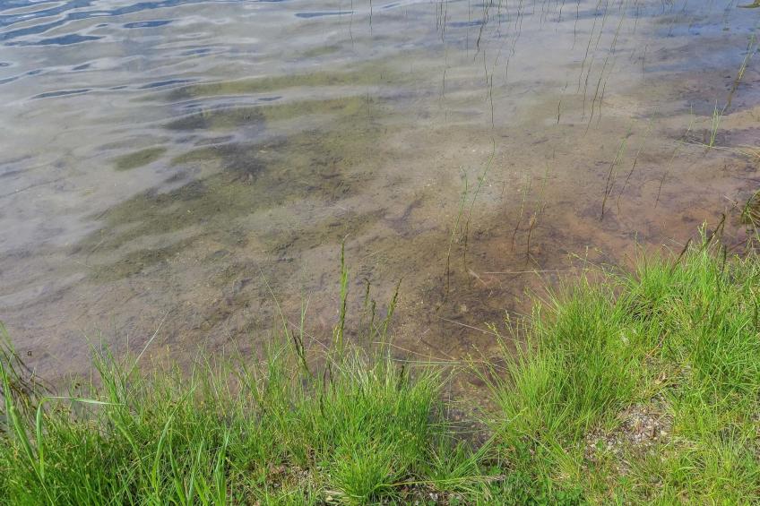 Välikosken karpalo - foto 11