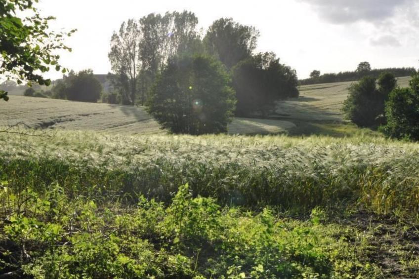 Hof Rodenkrog Fewo 2 - foto 29