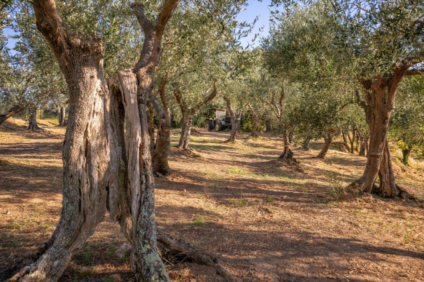 Tenuta del Serra - foto 38