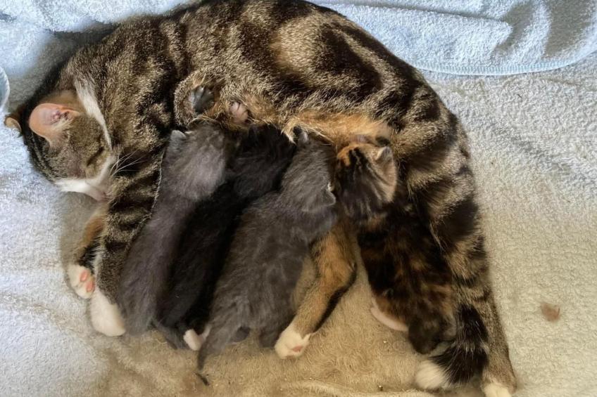 Wohnung "Rustique" - foto 22