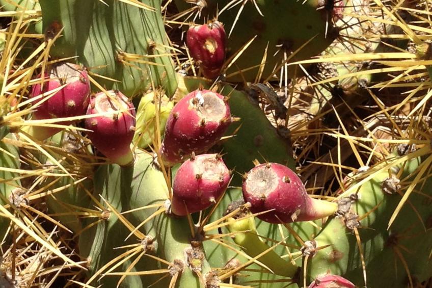 "Jandia" mit Wasserblick - foto 61
