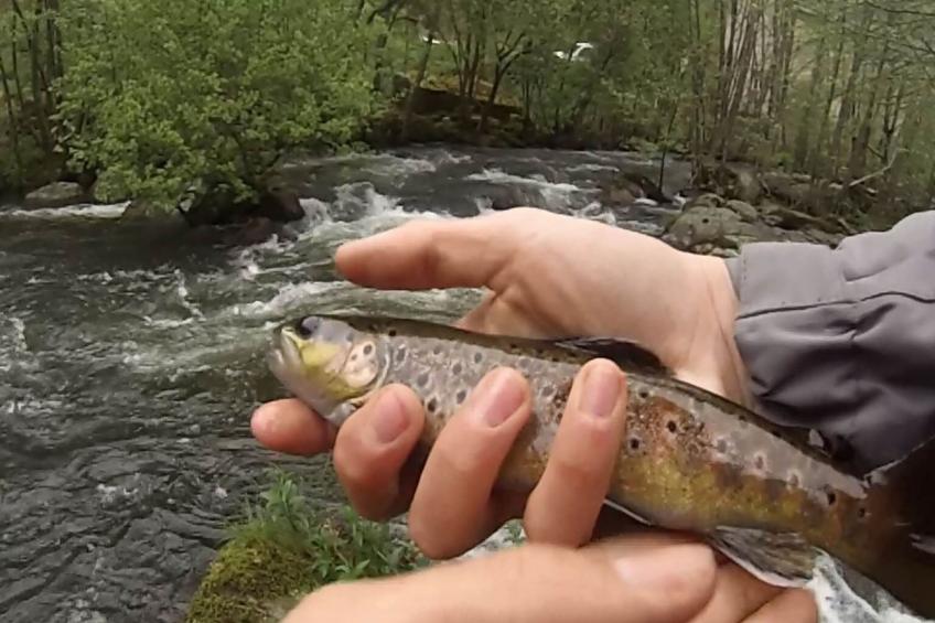 LA CABANE DES REVES - foto 12