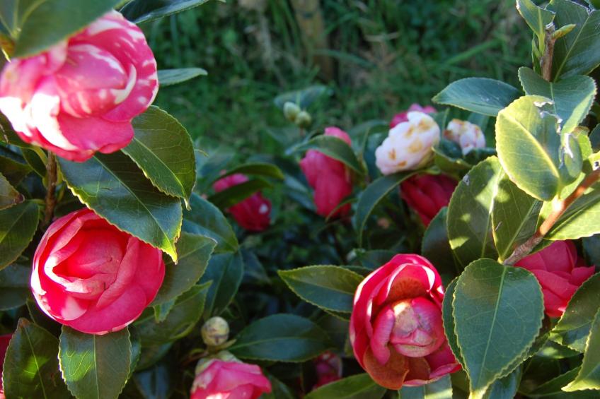 Casa da Fonte - Historisches Steinhaus auf den Azoren - foto 25