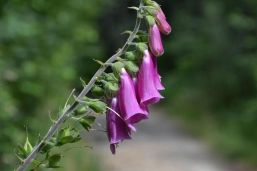 Bärenstein - foto 44