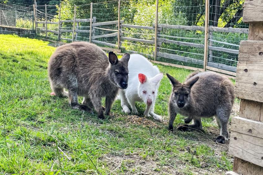 Haus Drexler (ARH120) - foto 6