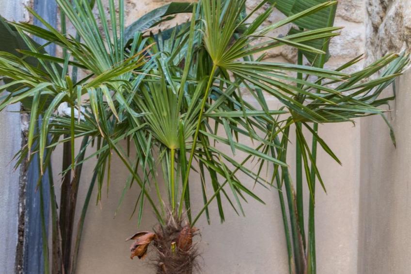 mit Privatpool für 6 Personen ca. 85 m² in Rethymnon, Kreta (Nordküste Kre - foto 25