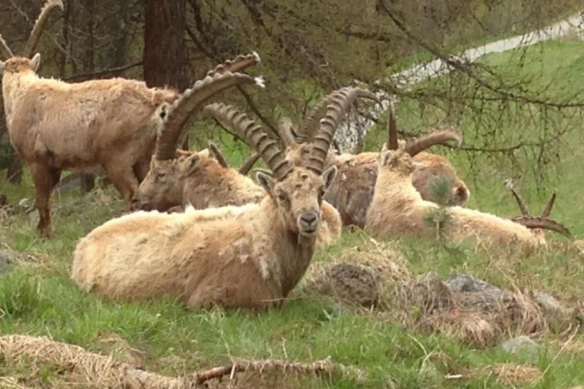 Chesa Andrea, EG - foto 40