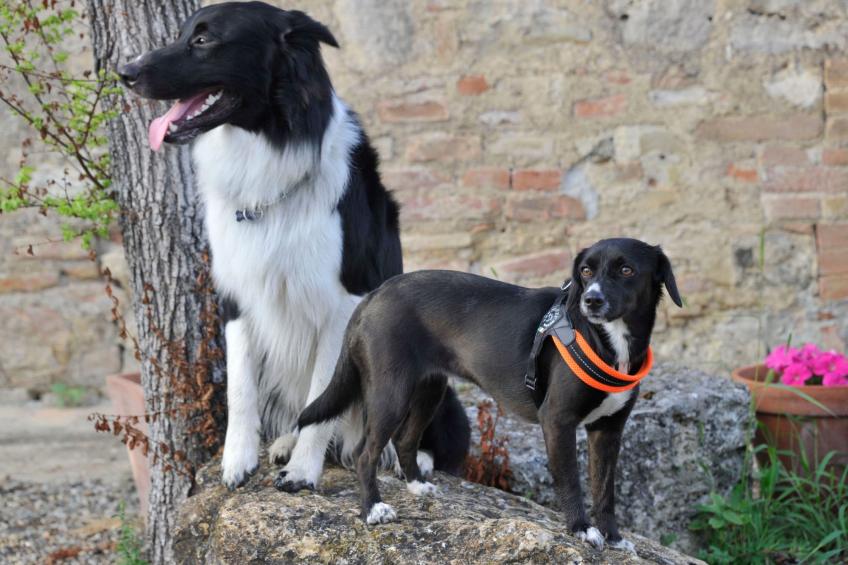 Agriturismo Podere il Moro - foto 6