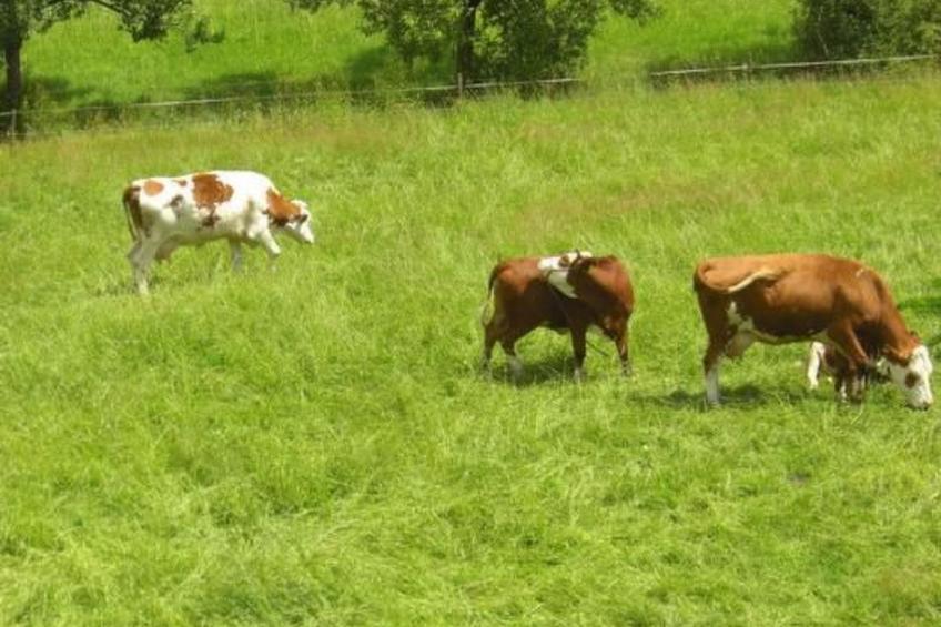 Wohnung "Himmelreich" - foto 13