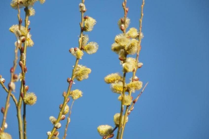 am Weißenstädter See - foto 31