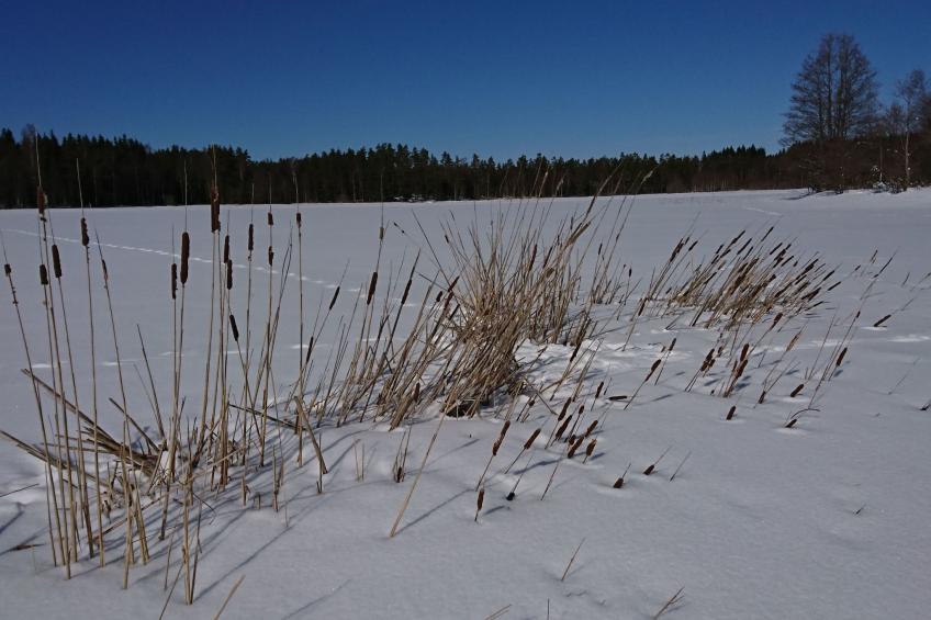 Saxarsviken - foto 45