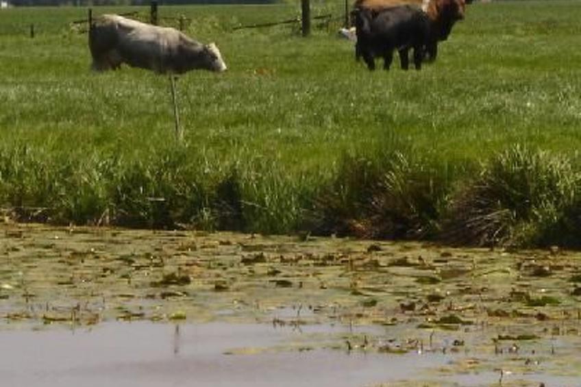 Gemütlicher Ferienhof Loosternest in Vriescheloo - foto 16