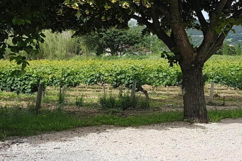 Villa Rose - foto 31