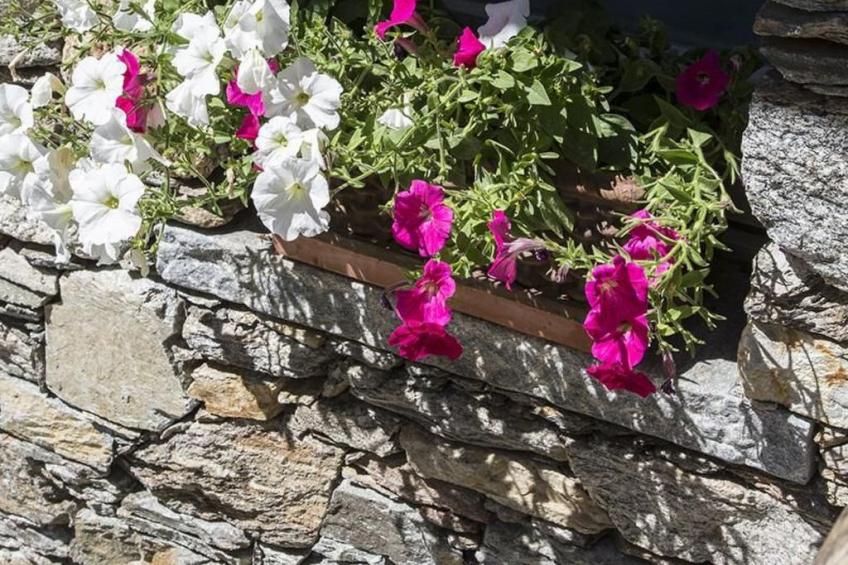 Lampone in San Bernardino Verbano - foto 6