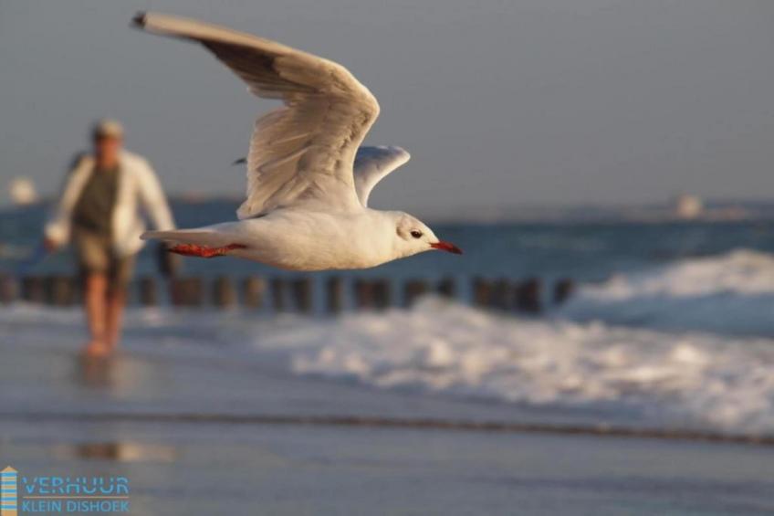 Noordzee Résidence Dishoek - foto 40