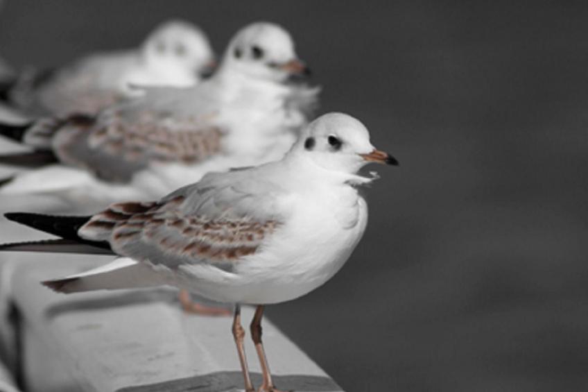 Großes Ferienhaus in Müggendorf mit Garten - foto 13