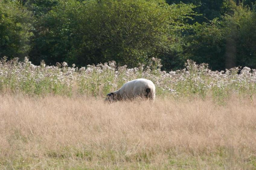The Hayloft - foto 18