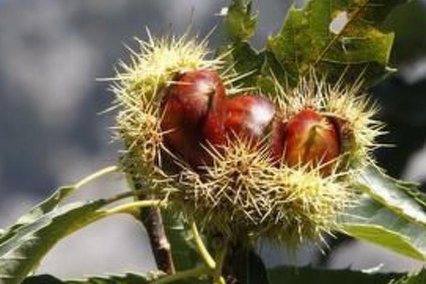 mit Terrasse auf einem Bauernhof - foto 10