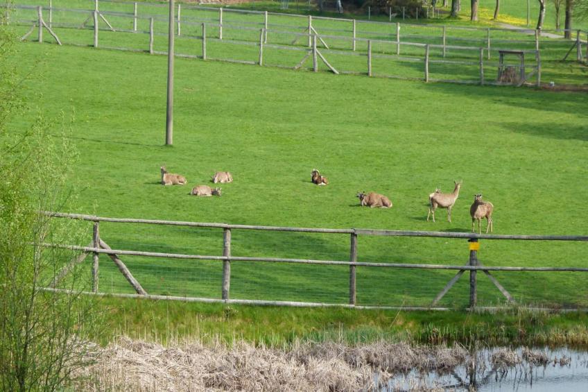 Hotel Harzhaus - Ferienhaus 4 - foto 18