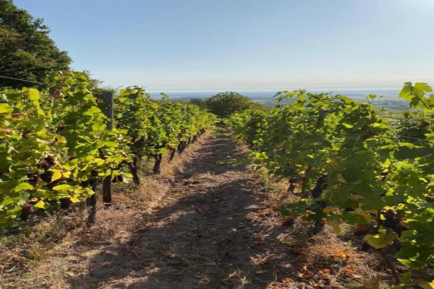 Magnifique Appartement Alsacien - foto 34