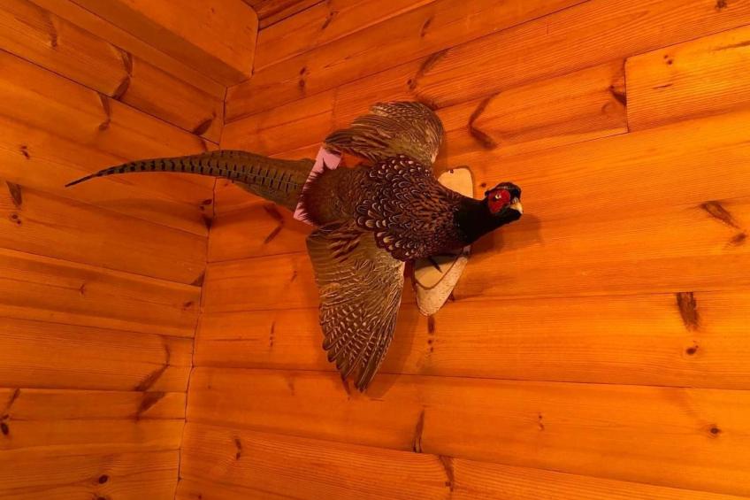 WaldhausEichhörnchen - foto 15