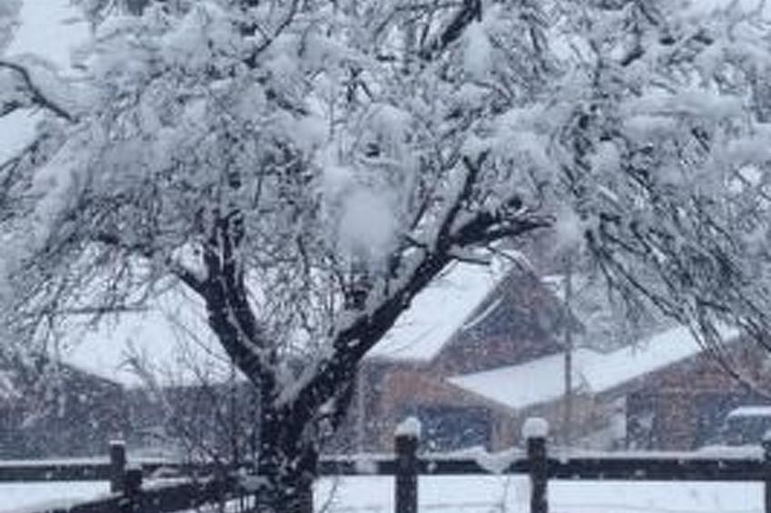 Flädermuus - foto 14