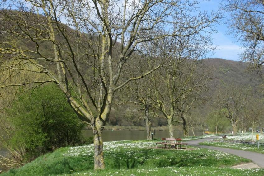 Historisches Fachwerkhaus mit modernem Komfort direkt an der Mosel - foto 5