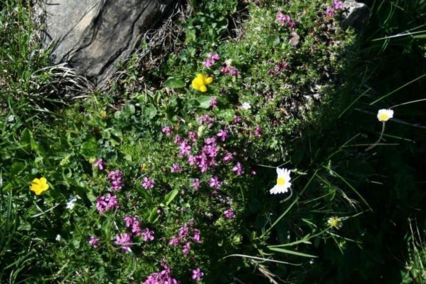 Fewo mit Herz - foto 29