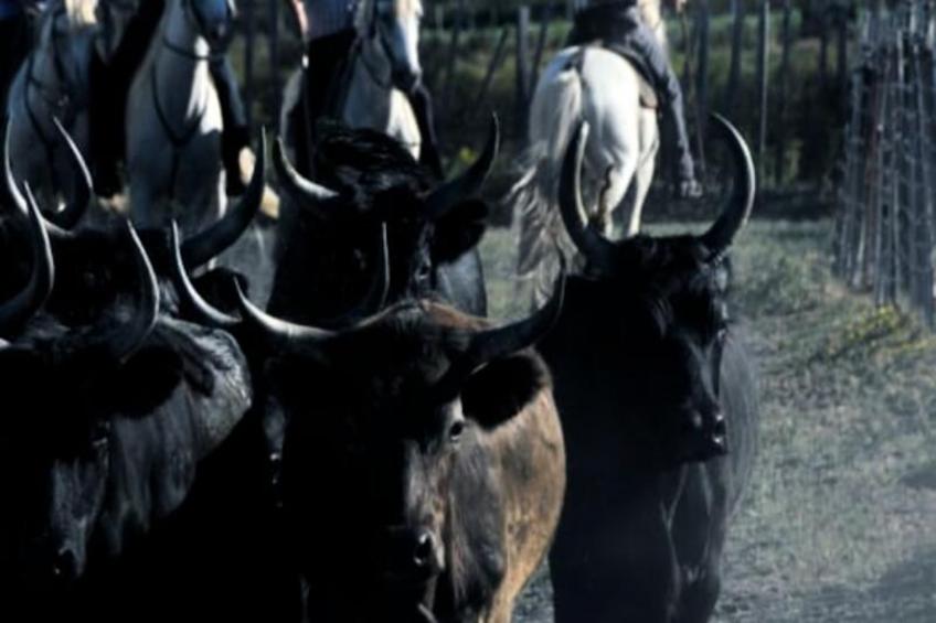 Résidence Appartement "le Refuge Du Bord De Mer" Au Grau Du Roi, 100m De La Plage - foto 22