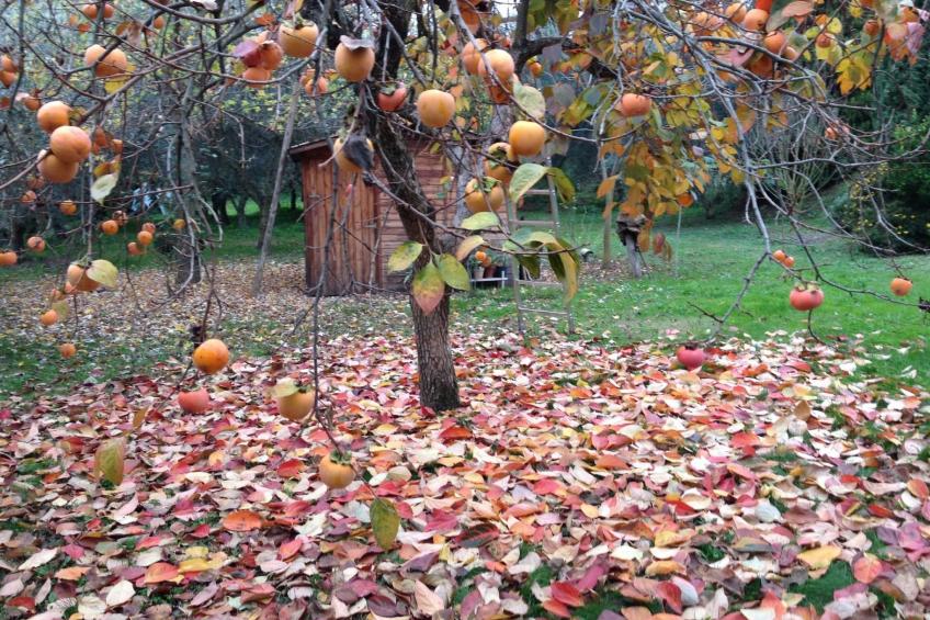 Studio für 2 bis 3 Personen - foto 18