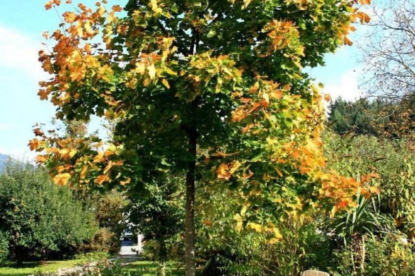 Fewo Altes Schulhaus - foto 17