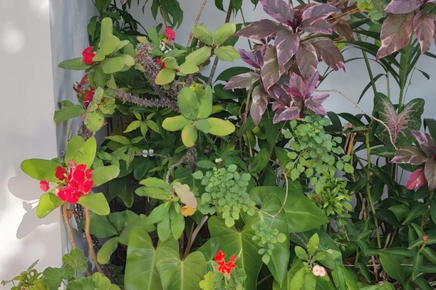 r garden Pointe aux sables - foto 10