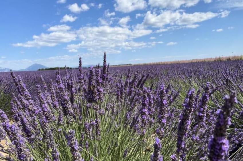04b9 : Beau T3 Au Coeur Des Lavandes - Piscine - foto 32